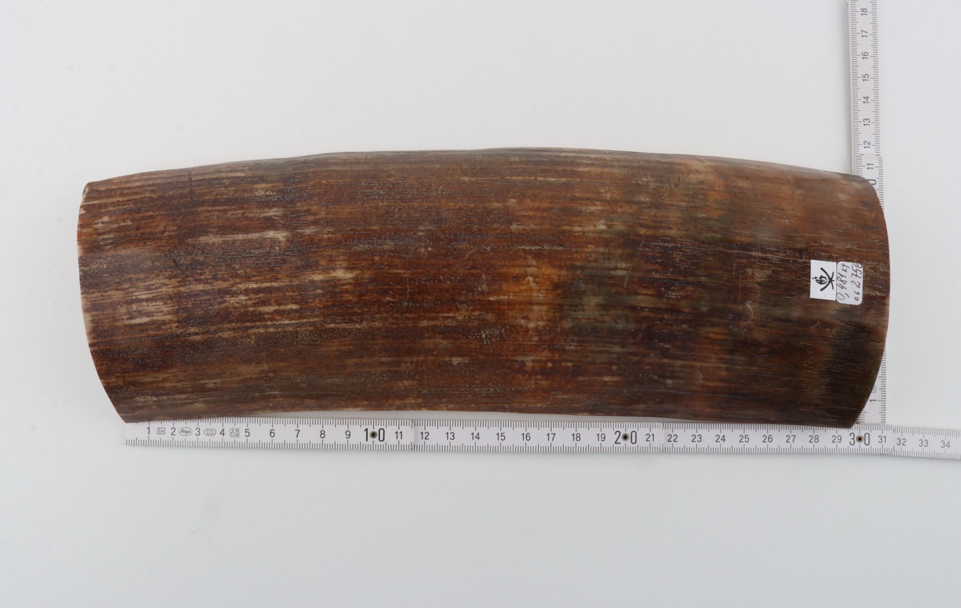 Brown mammoth bark
