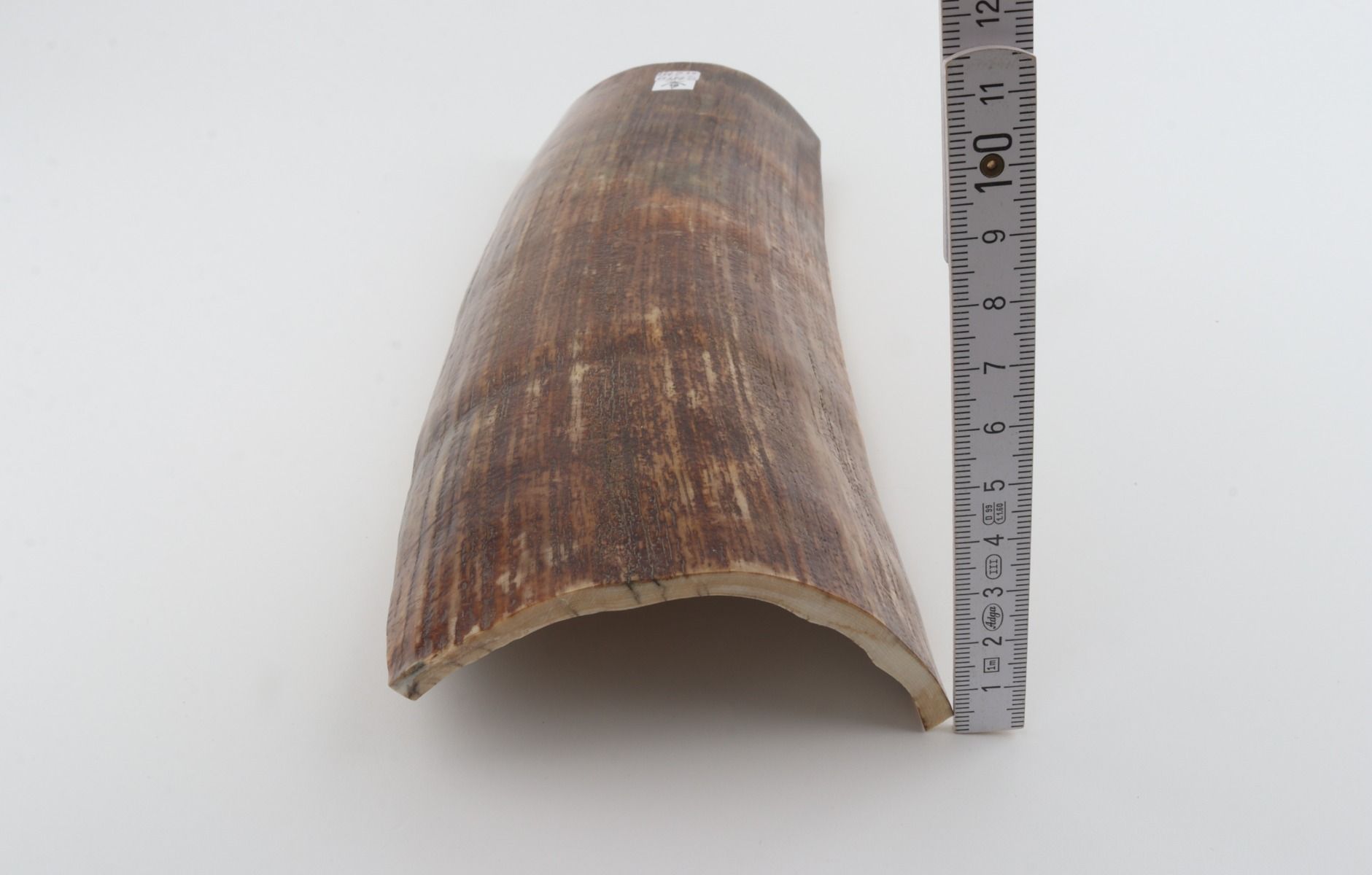 Brown mammoth bark