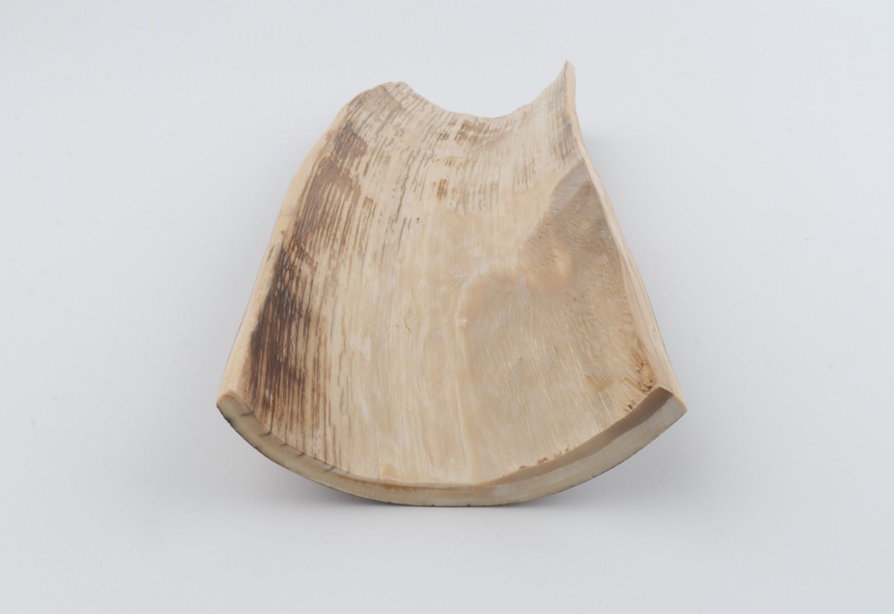 Brown mammoth bark