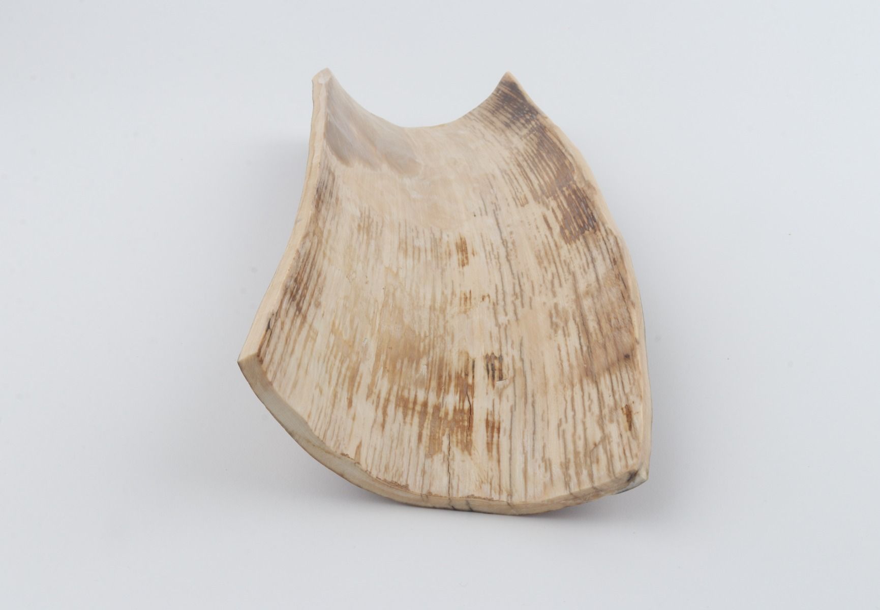Brown mammoth bark