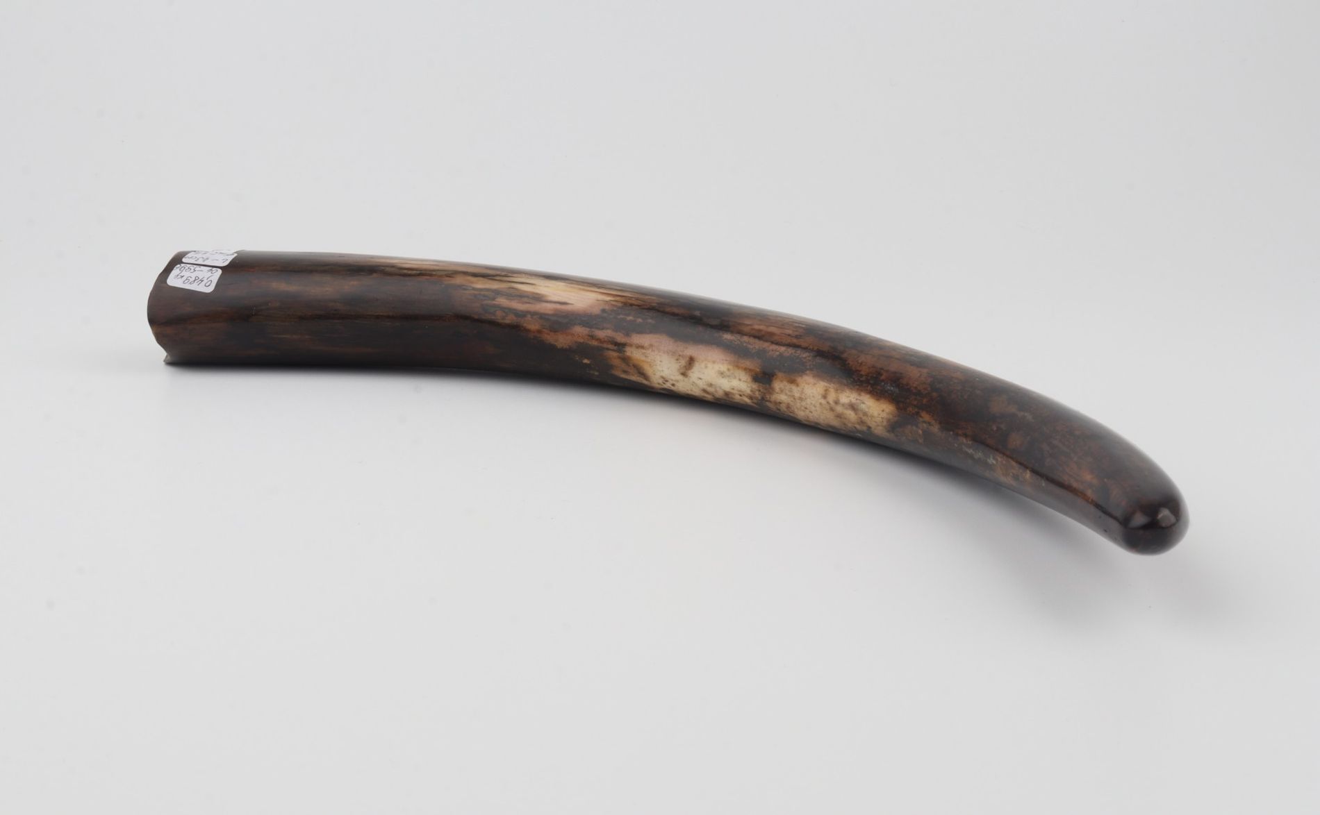 Restored woolly mammoth tusk