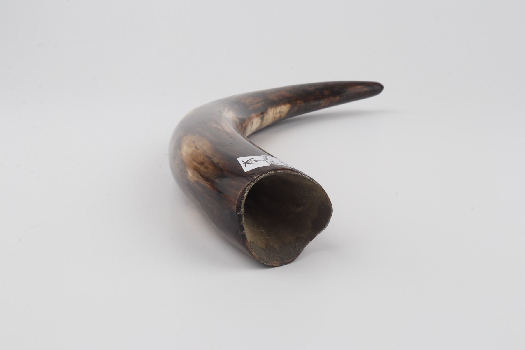 Restored woolly mammoth tusk