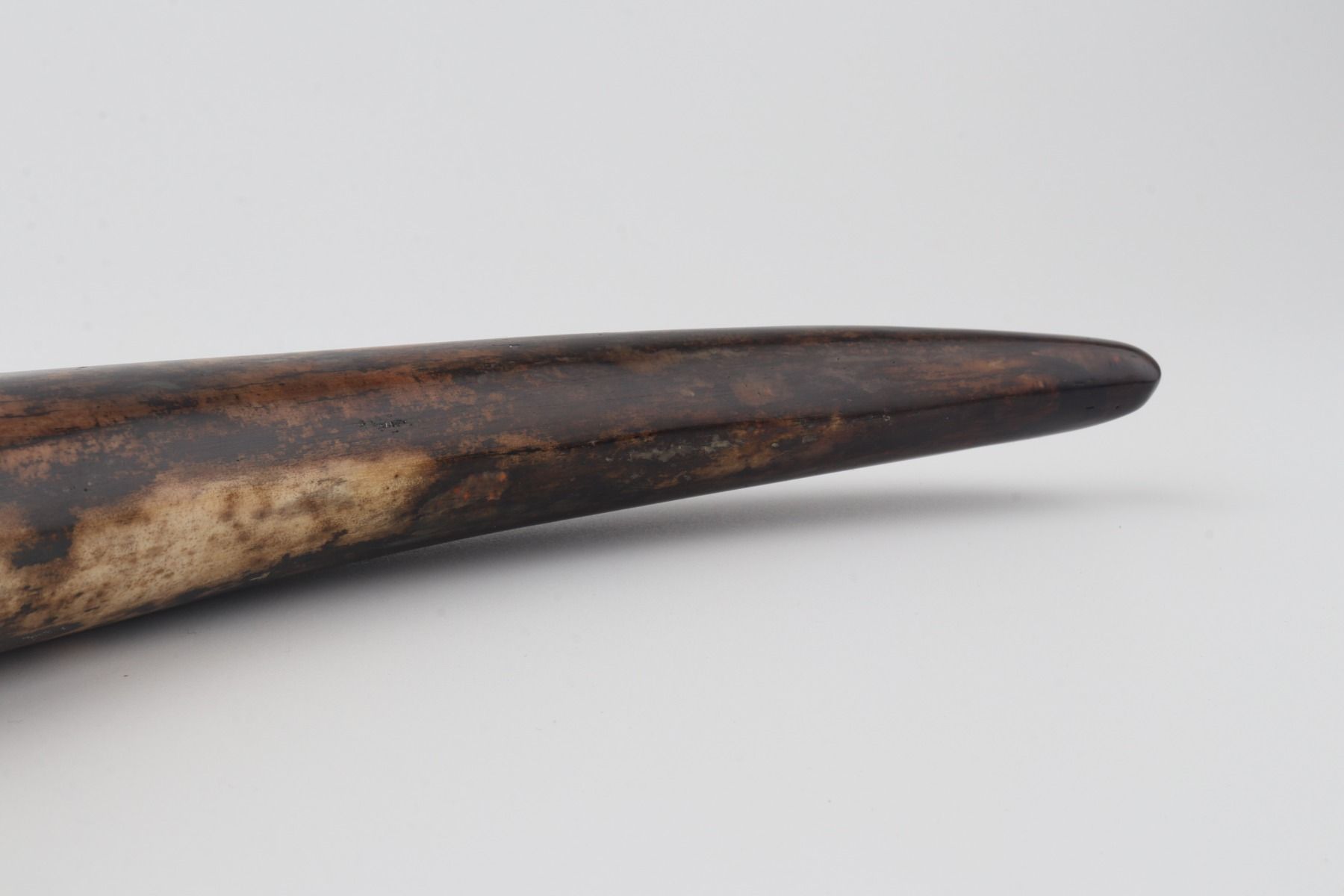 Restored woolly mammoth tusk