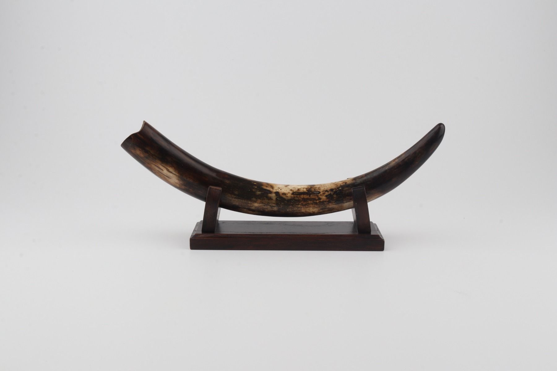 Restored woolly mammoth tusk