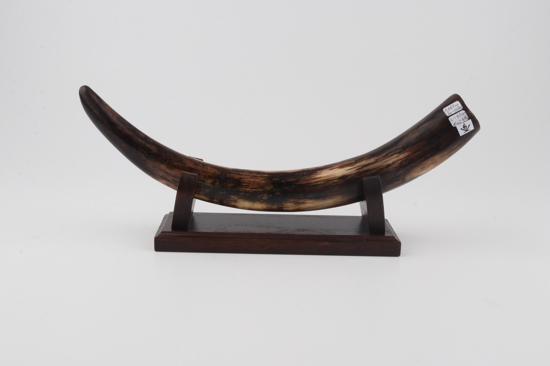 Restored woolly mammoth tusk