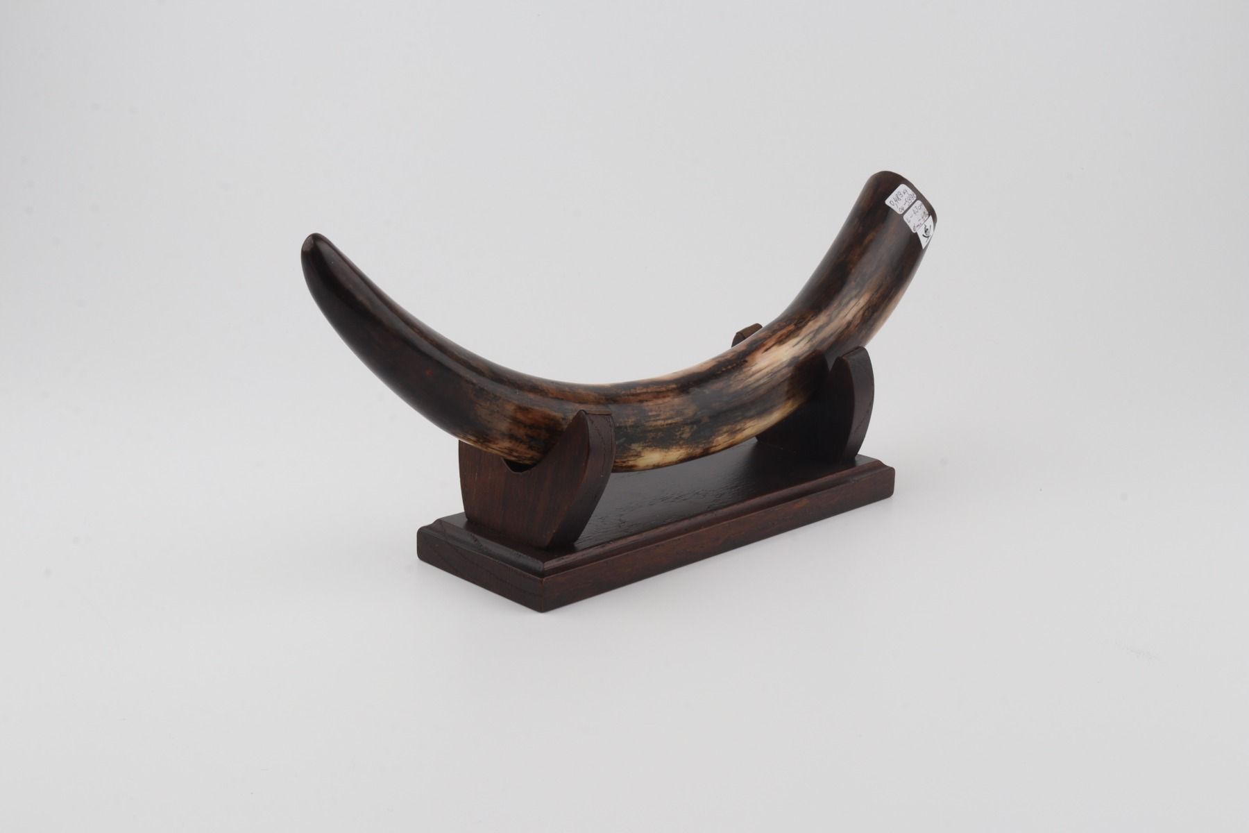Restored woolly mammoth tusk