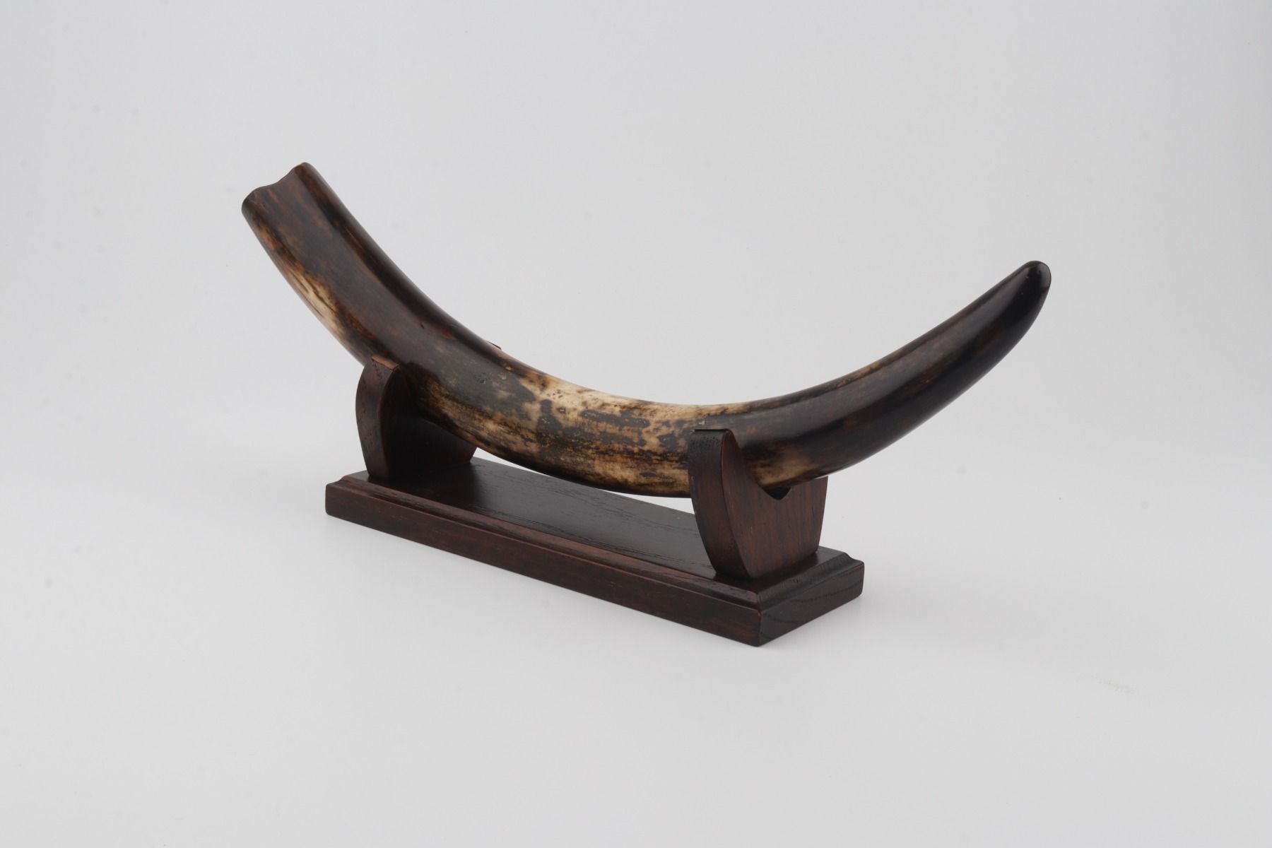 Restored woolly mammoth tusk