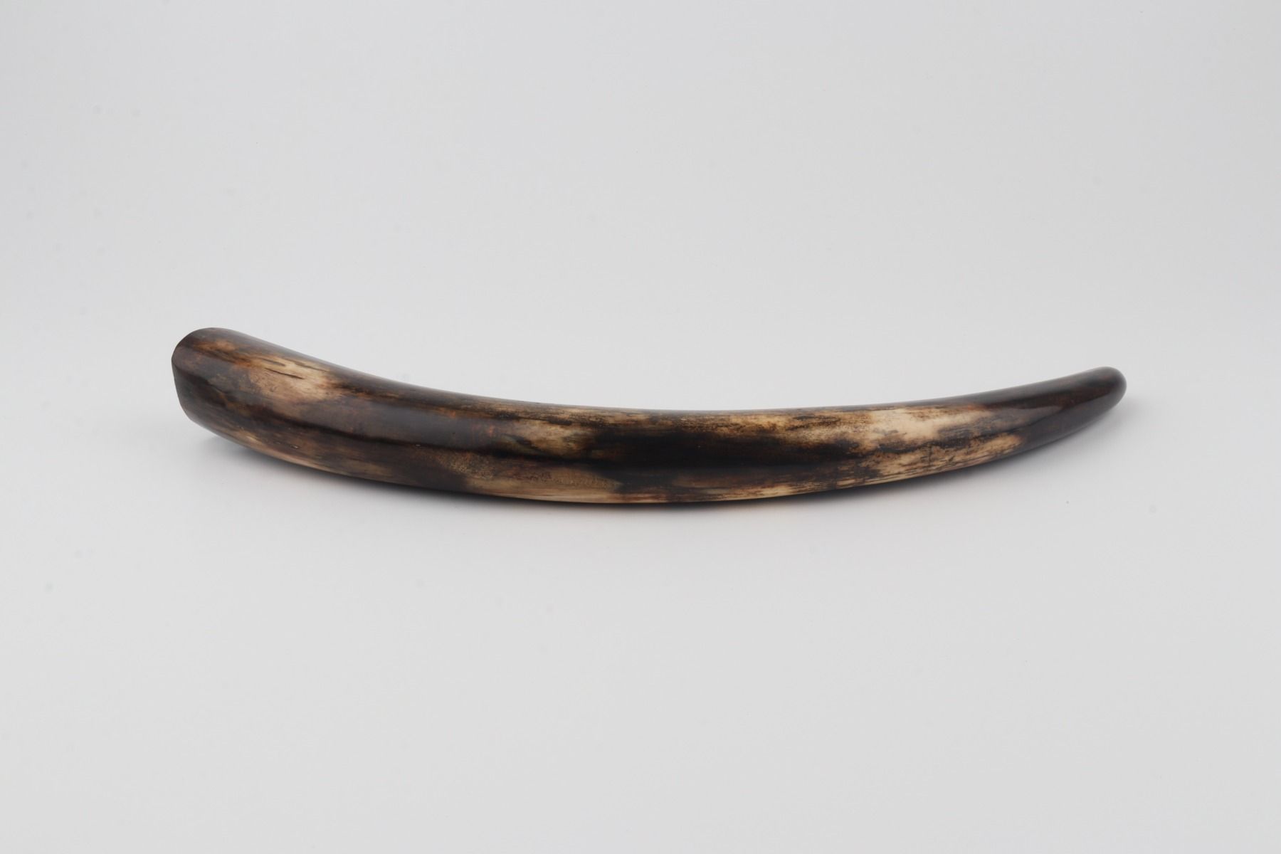 Restored woolly mammoth tusk