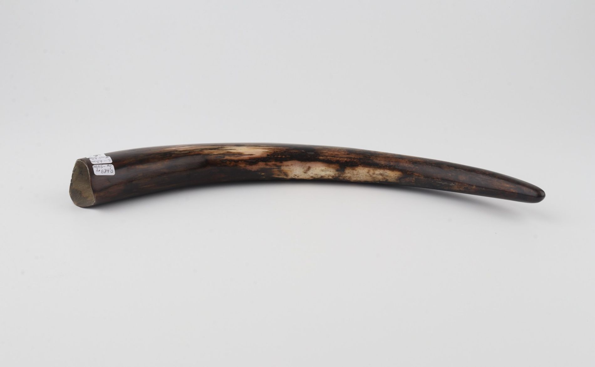 Restored woolly mammoth tusk