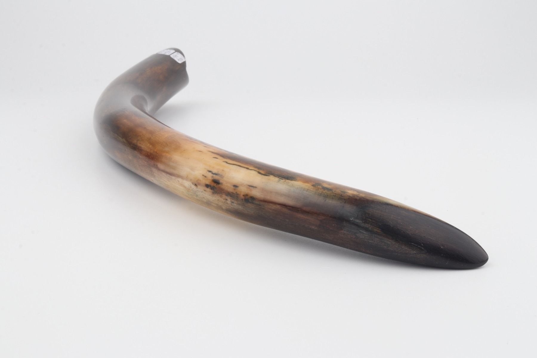 Restored woolly mammoth tusk