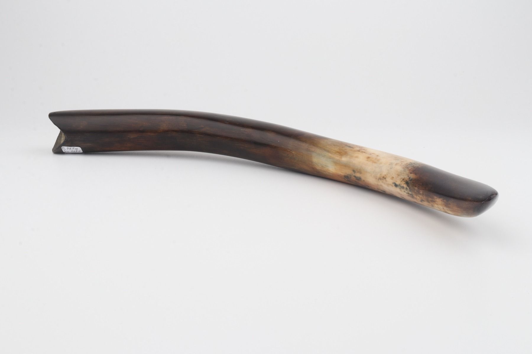 Restored woolly mammoth tusk