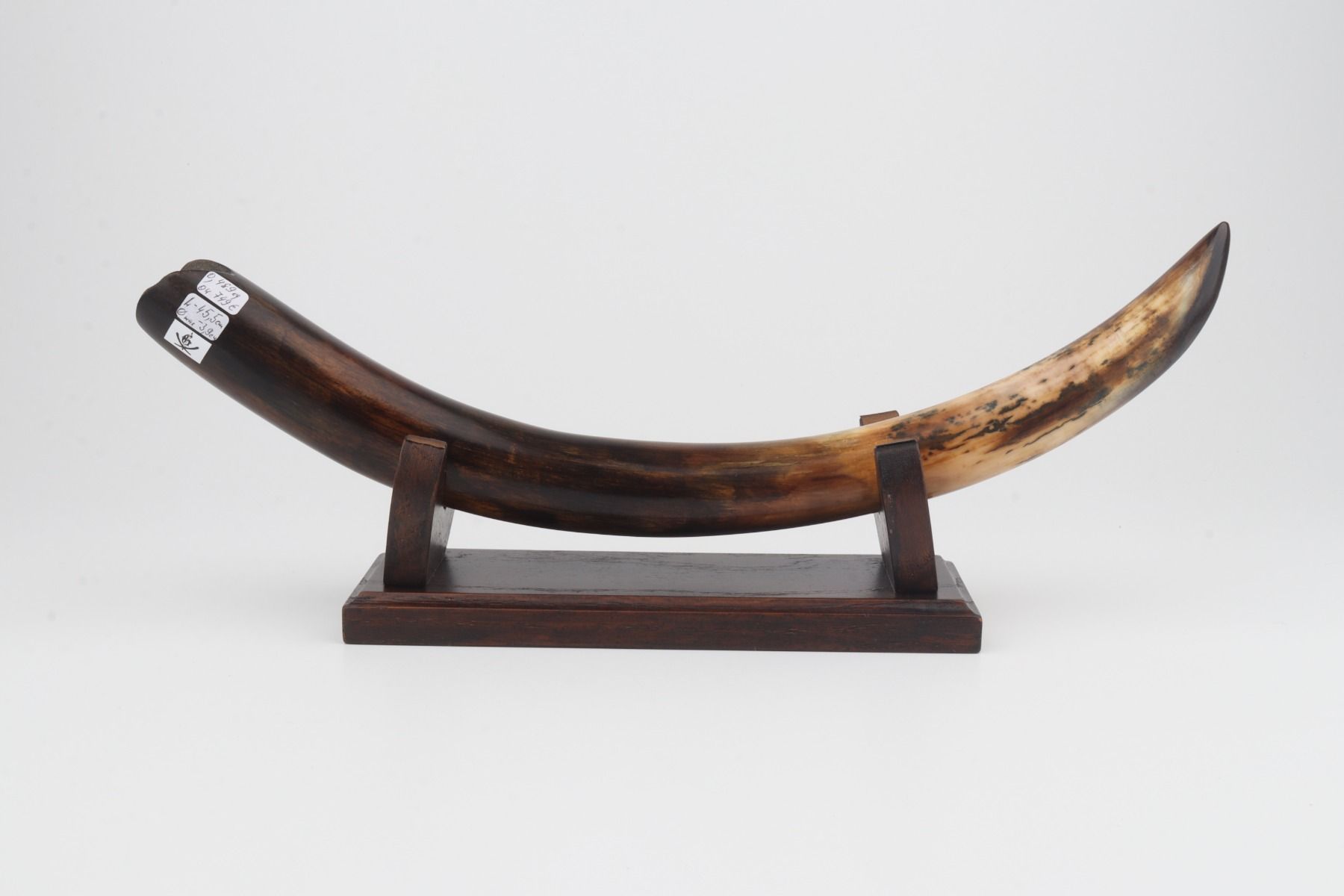 Restored woolly mammoth tusk