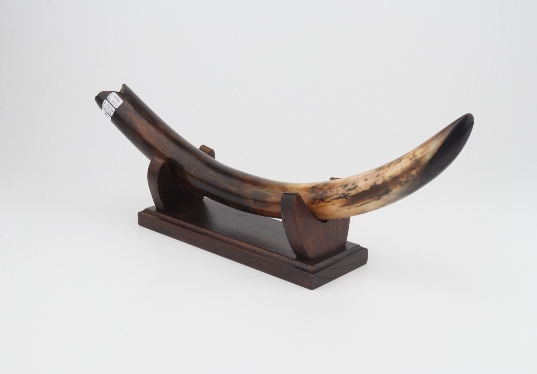 Restored woolly mammoth tusk