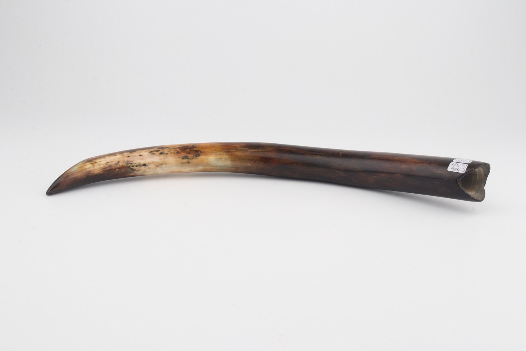 Restored woolly mammoth tusk