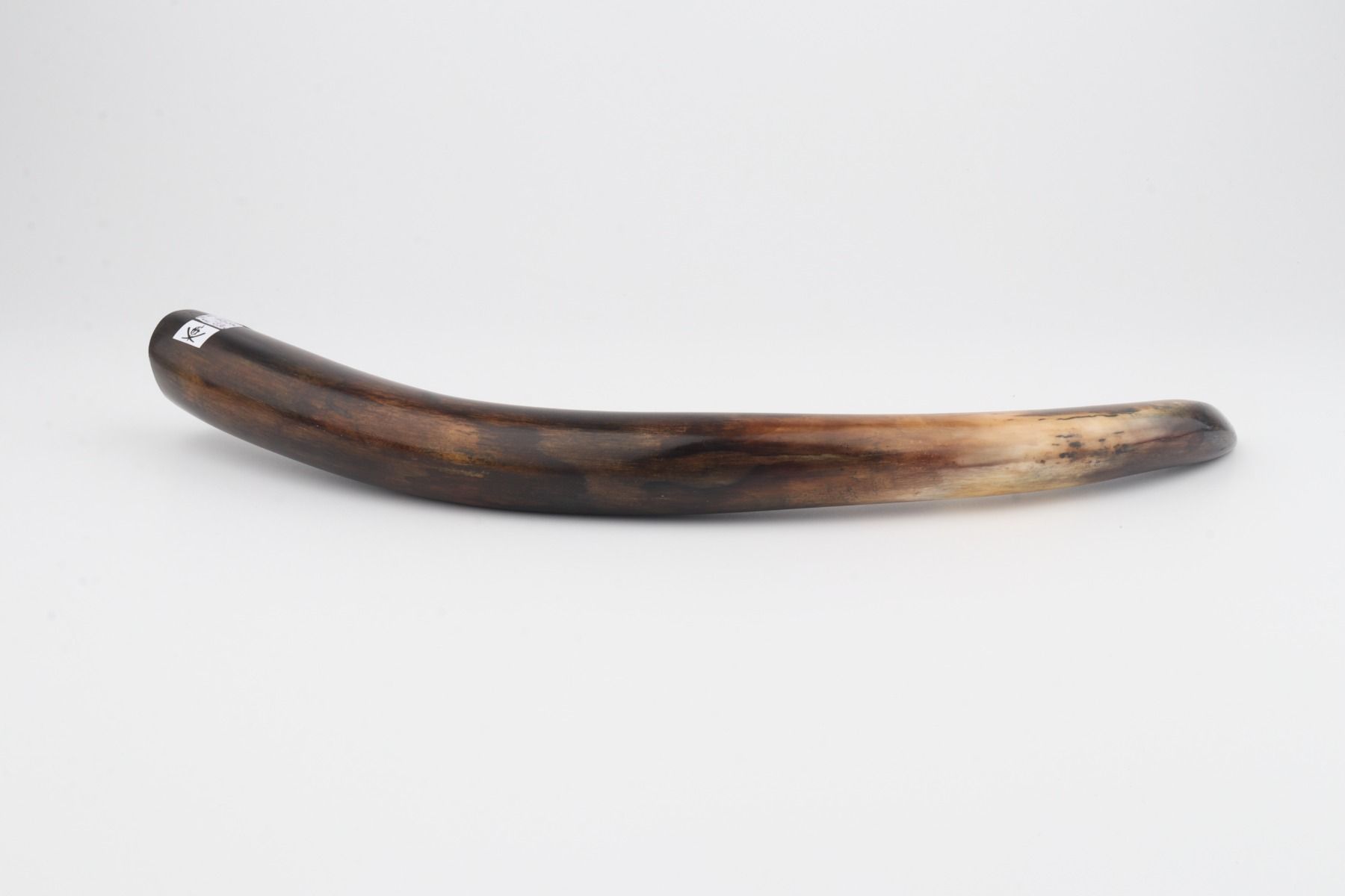 Restored woolly mammoth tusk