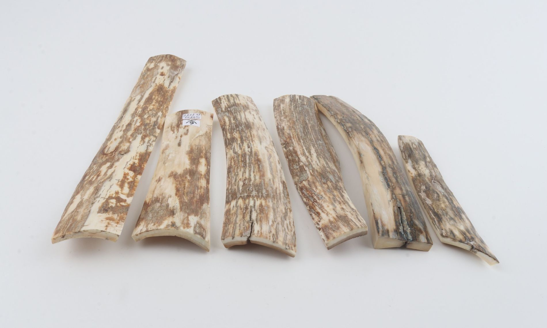 Natural mammoth bark pieces