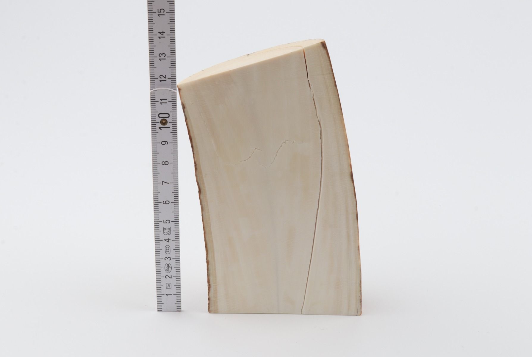 Natural mammoth tusk piece