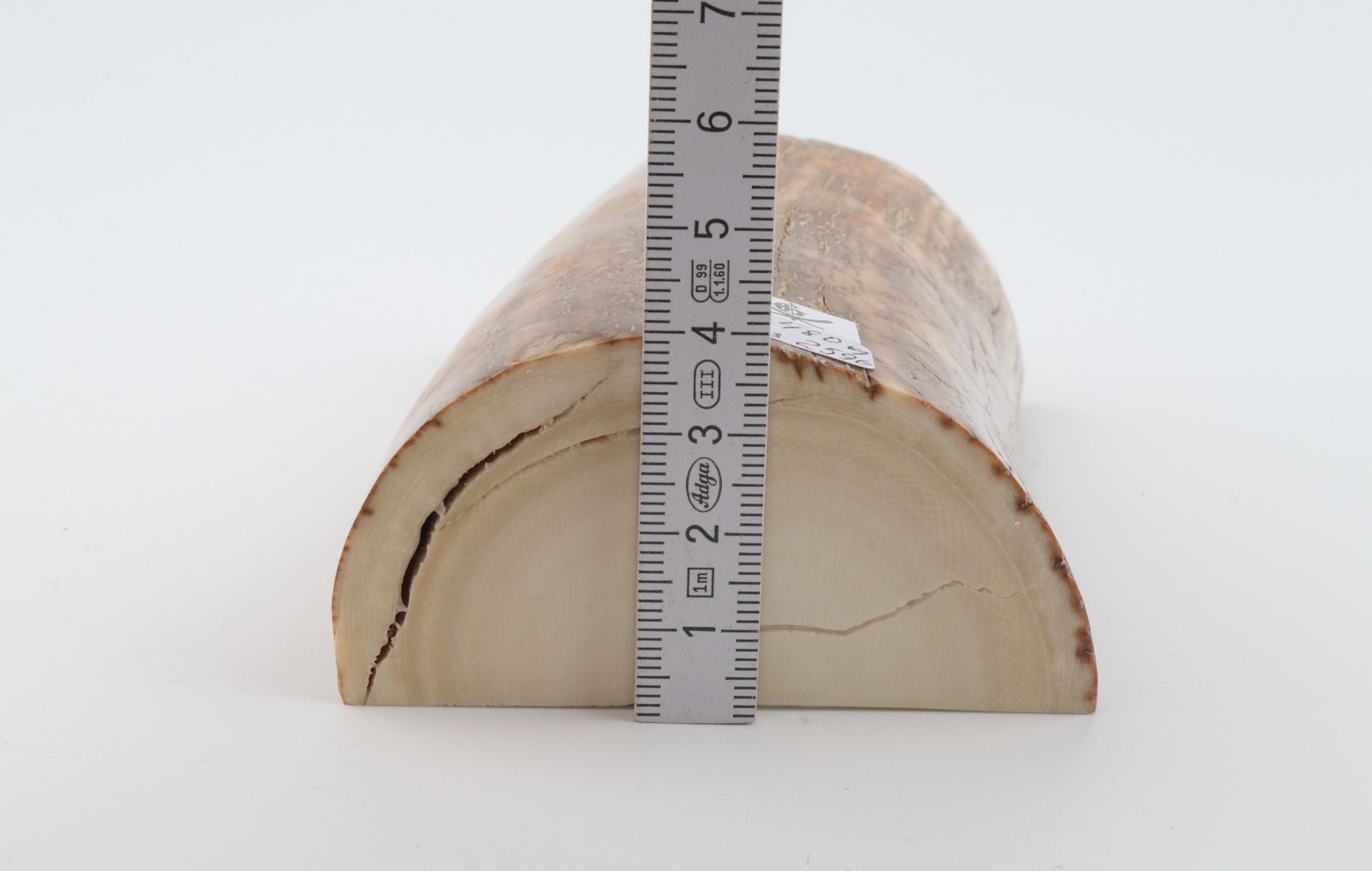 Natural mammoth tusk piece