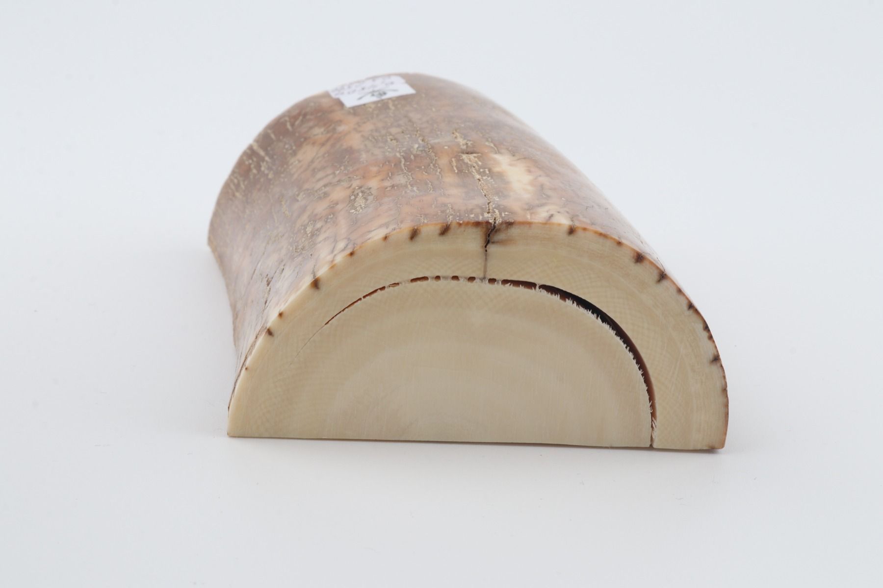 Natural mammoth tusk piece