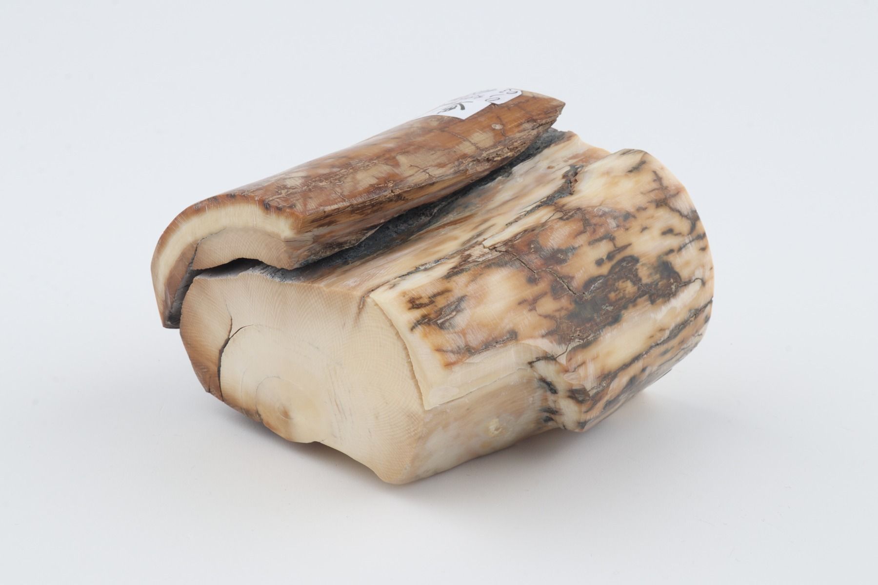 Natural woolly mammoth tusk piece