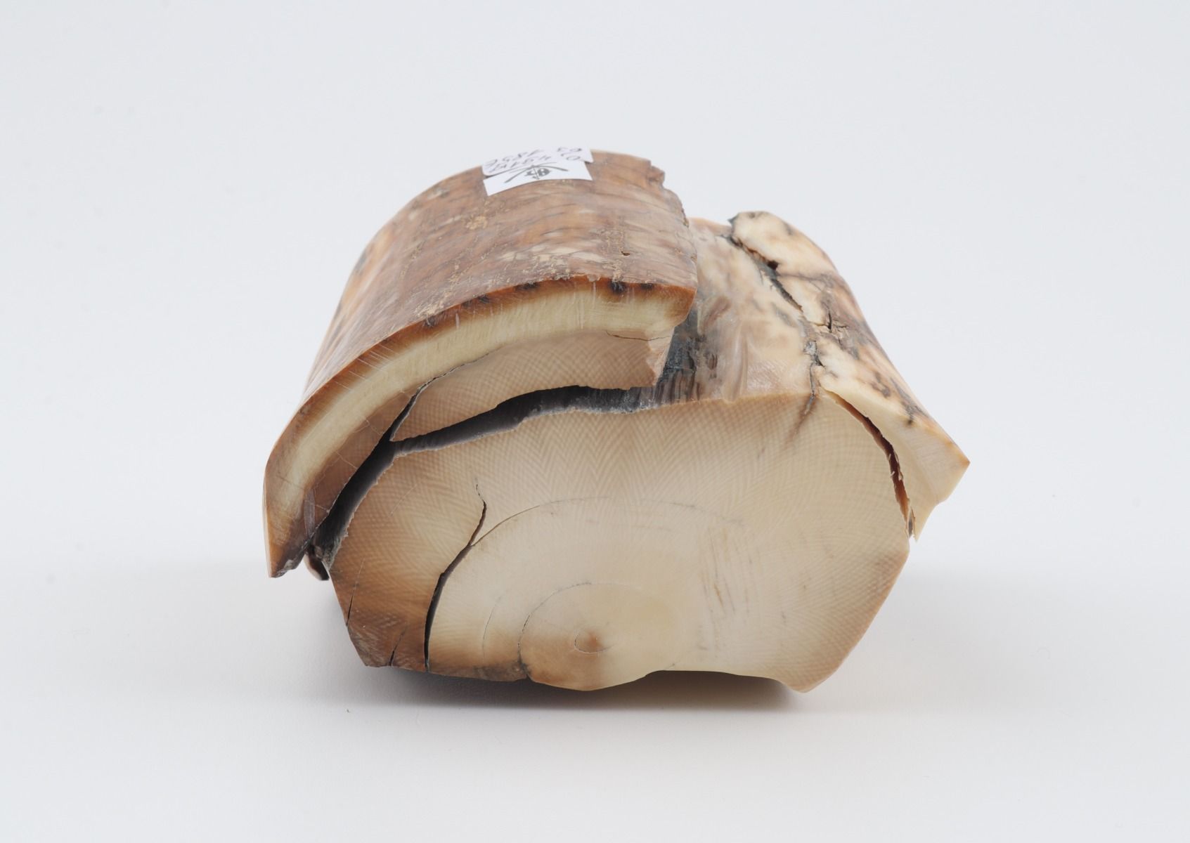 Natural woolly mammoth tusk piece