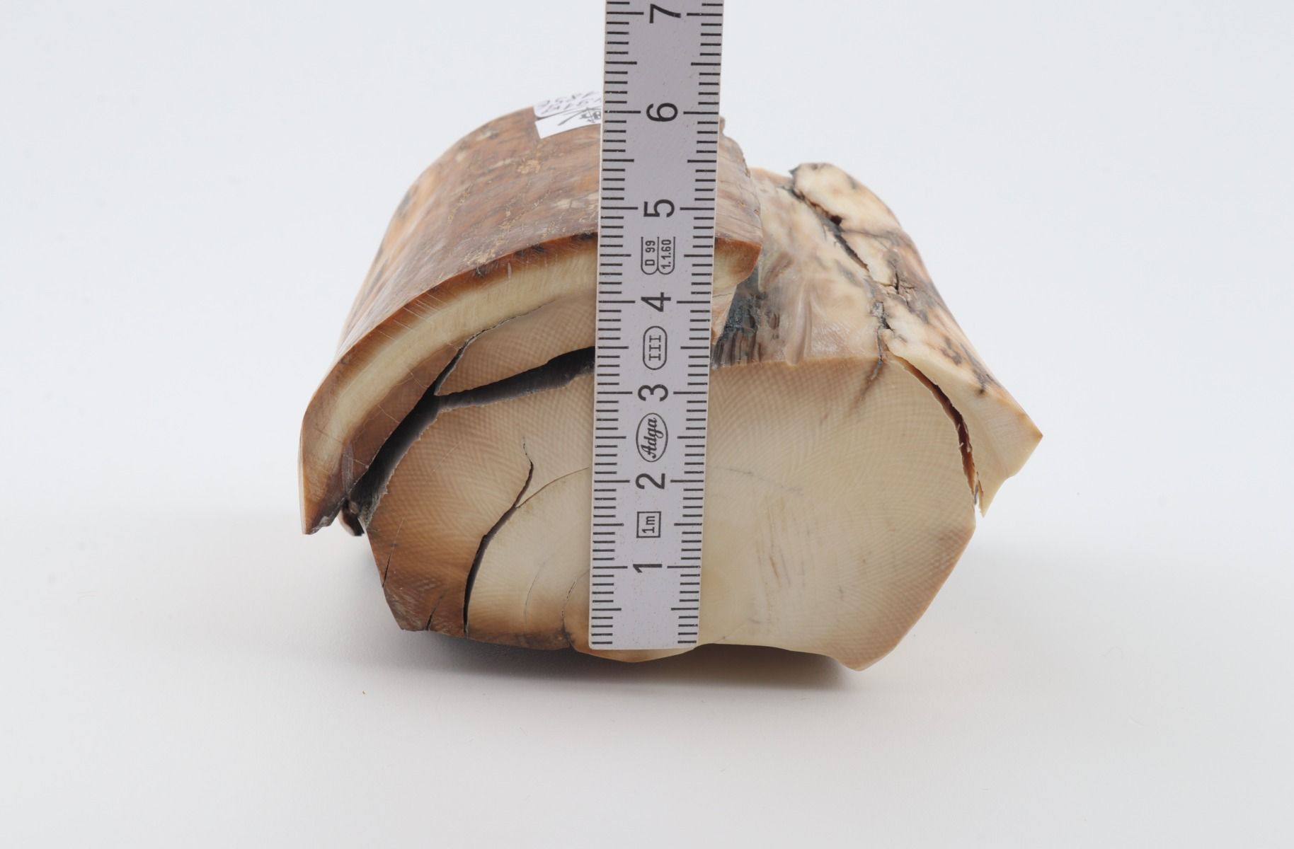 Natural woolly mammoth tusk piece