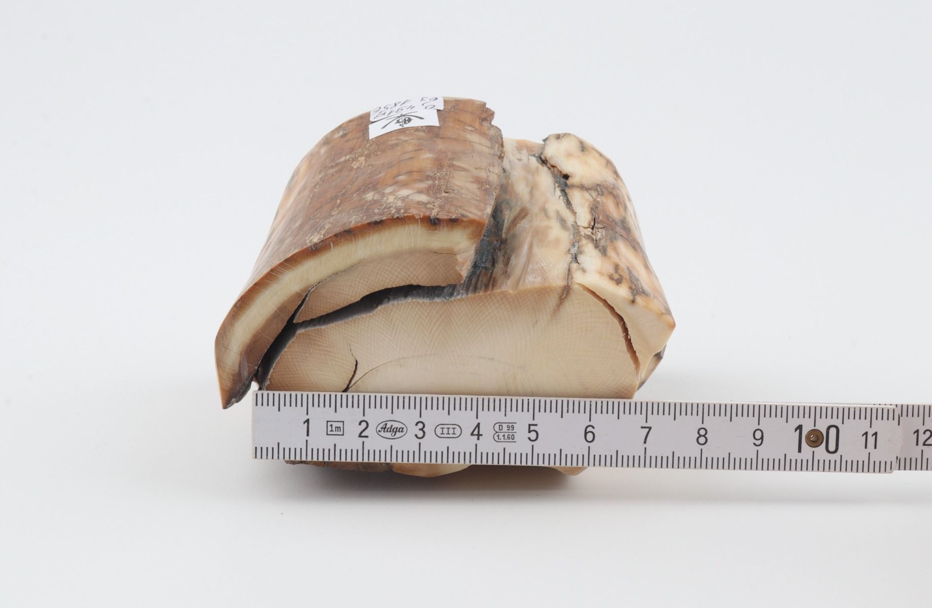 Natural woolly mammoth tusk piece