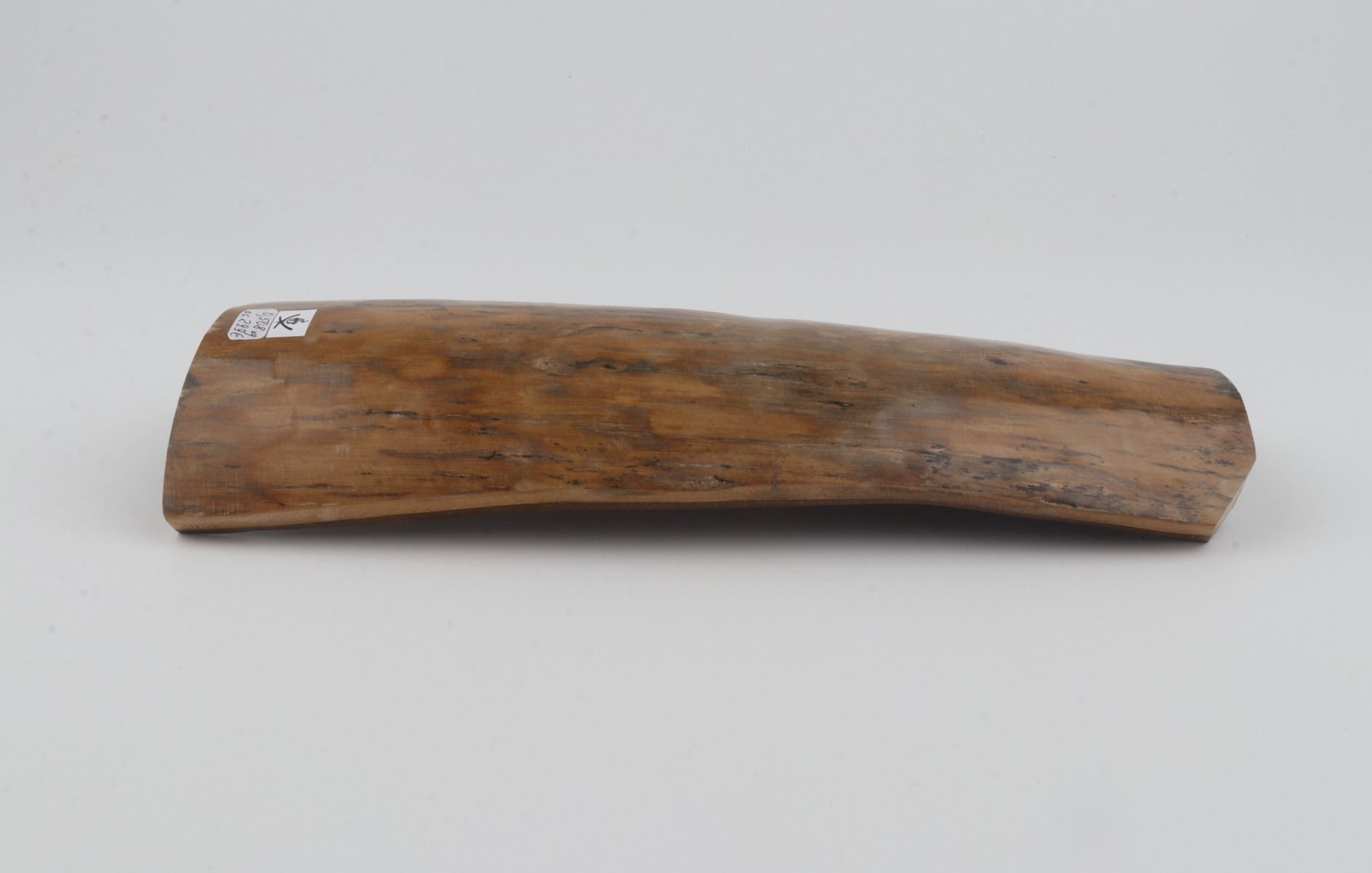 Beige mammoth bark