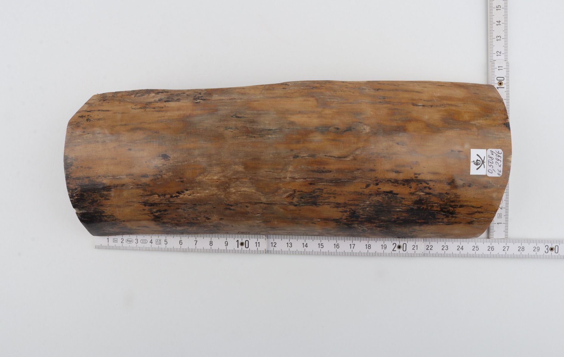 Beige mammoth bark