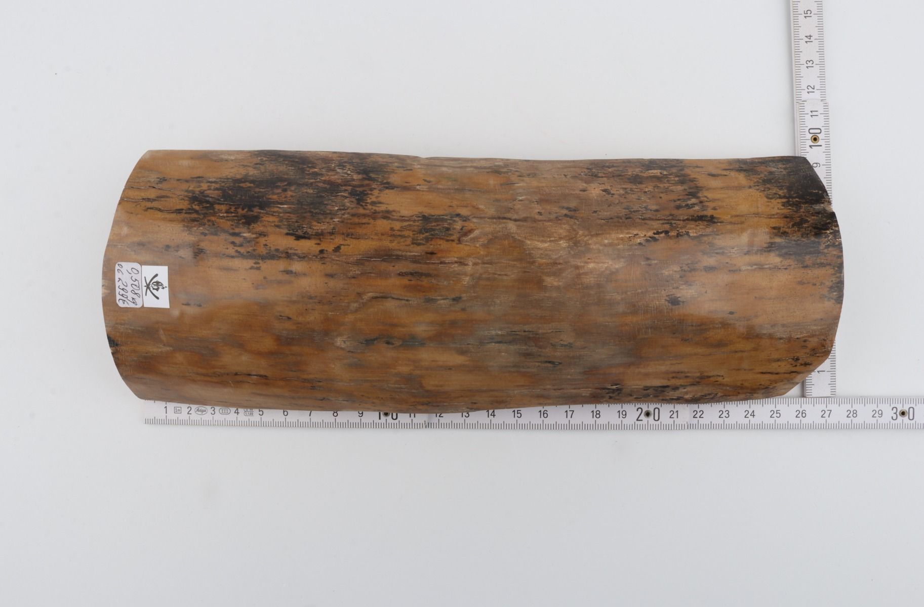 Beige mammoth bark
