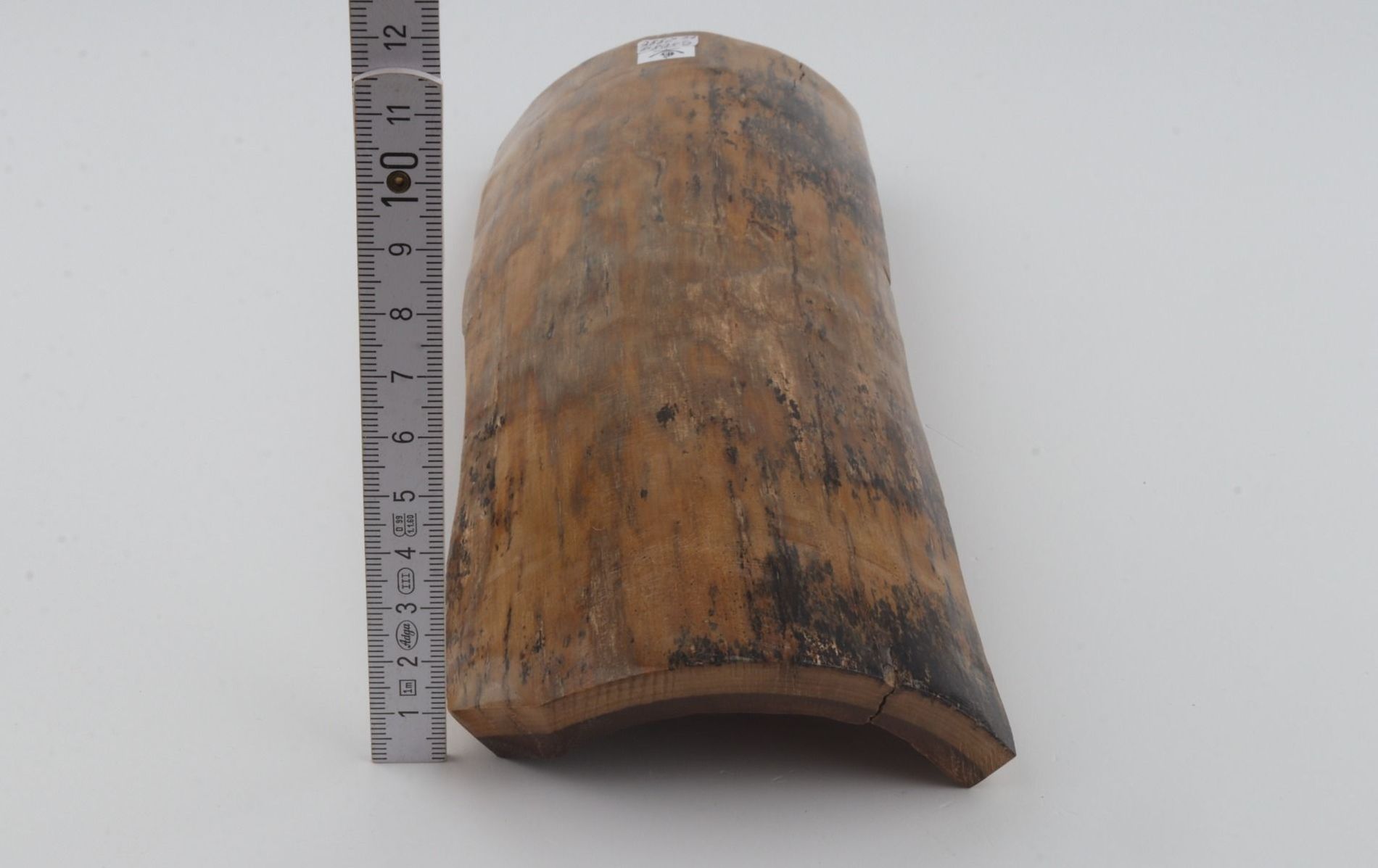 Beige mammoth bark