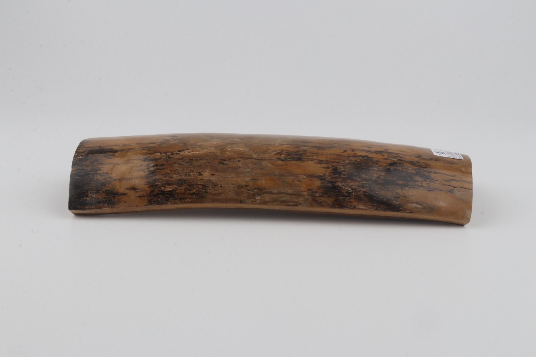 Beige mammoth bark