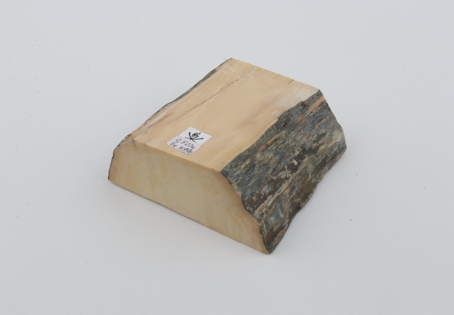 White mammoth ivory segment