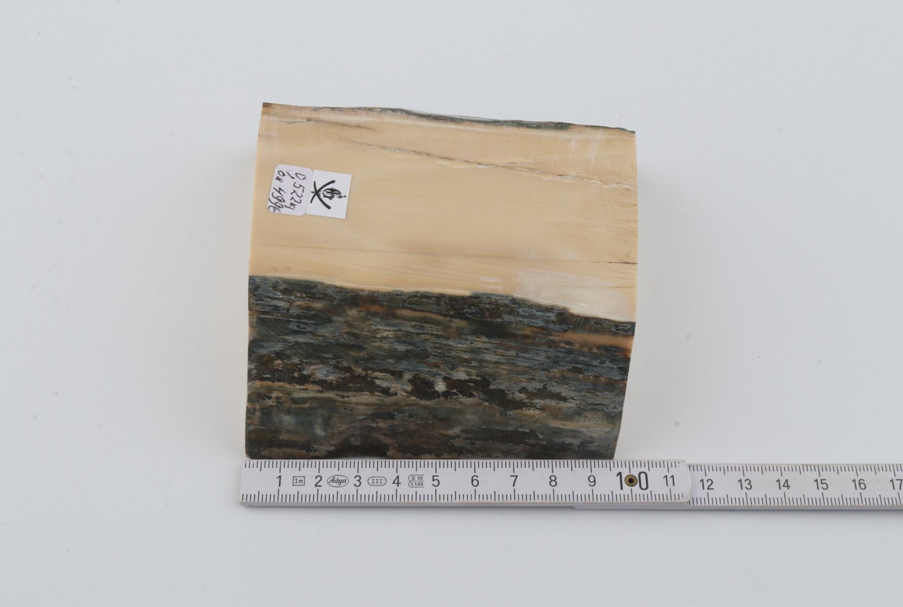 White mammoth ivory segment