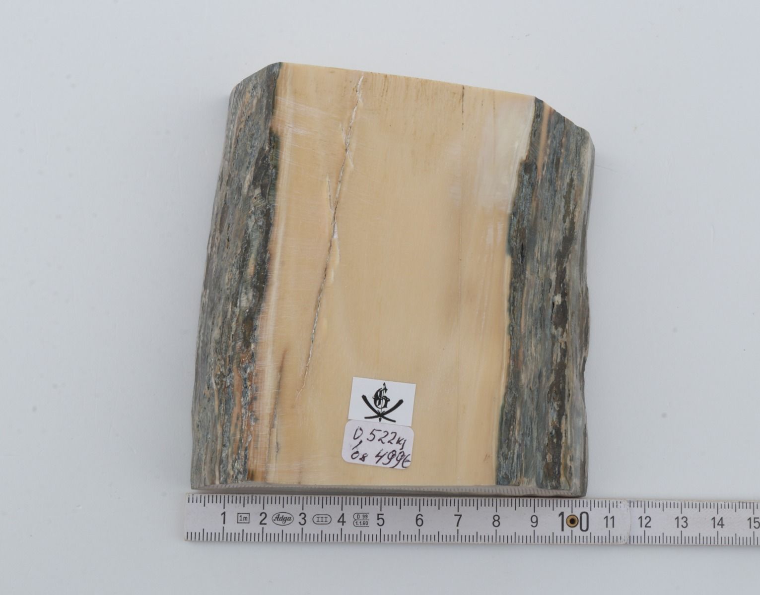 White mammoth ivory segment