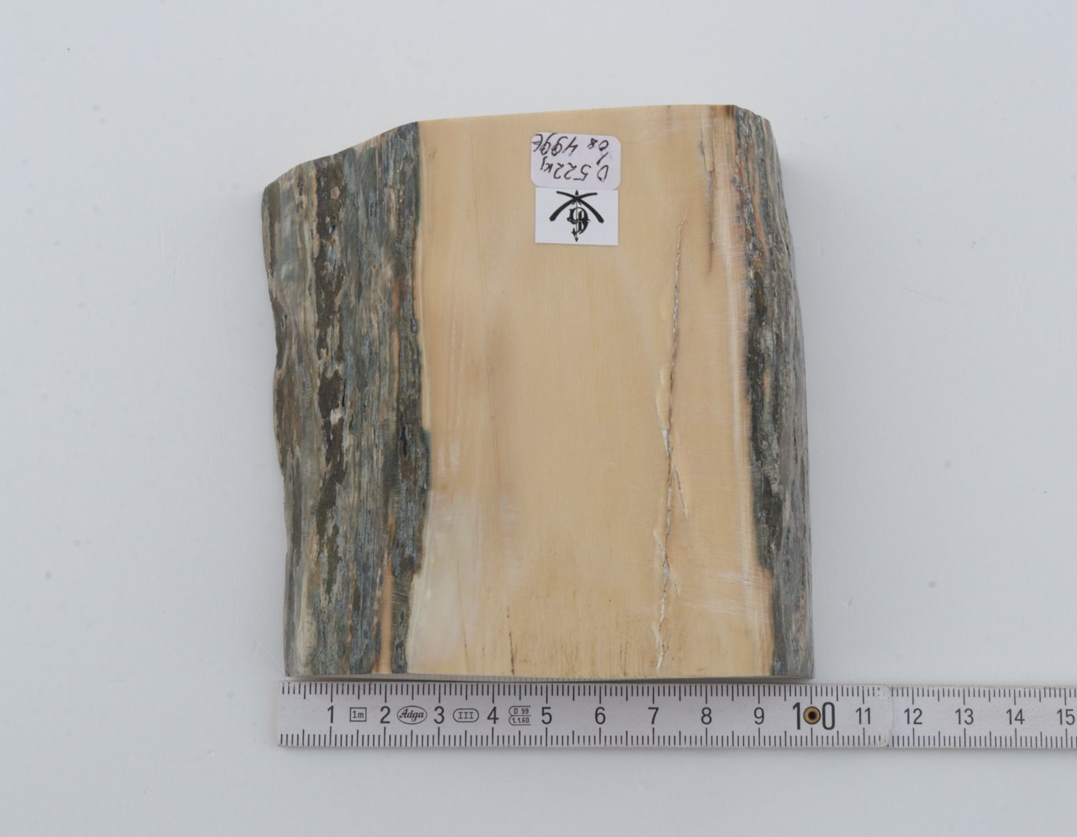 White mammoth ivory segment