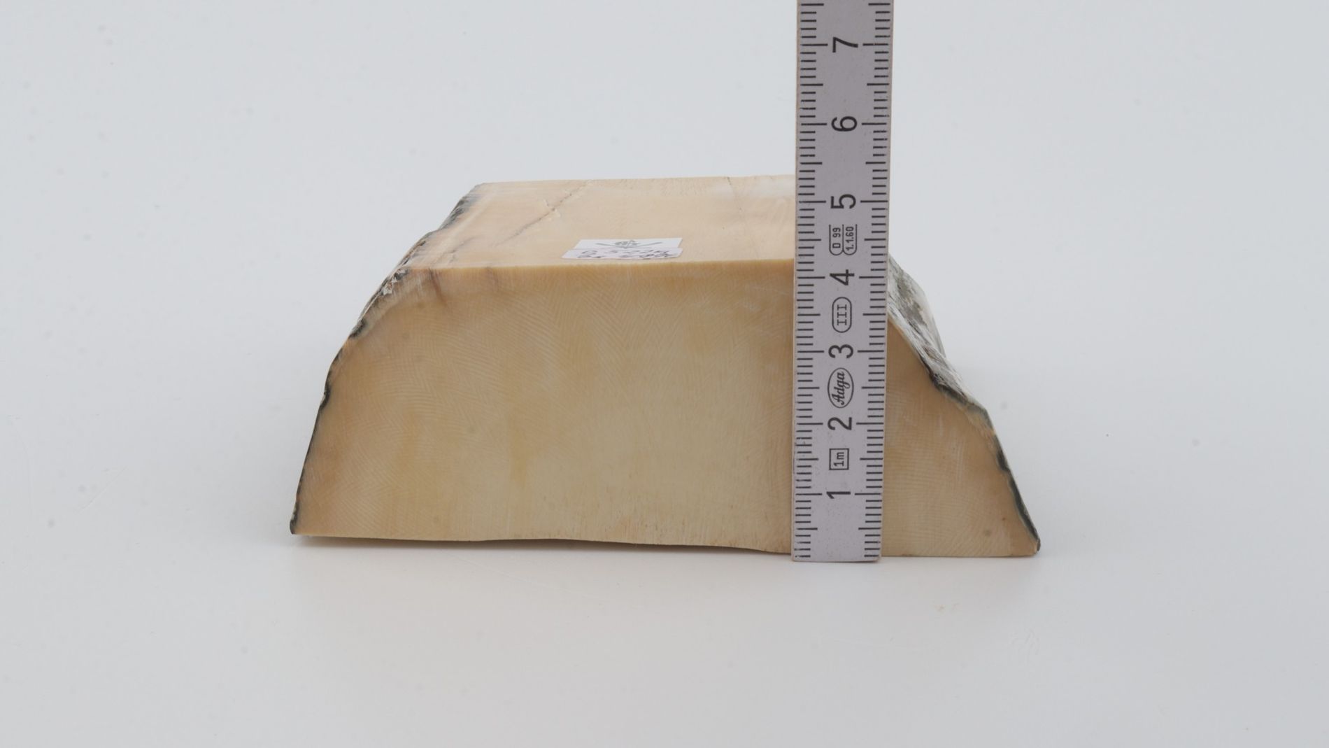 White mammoth ivory segment