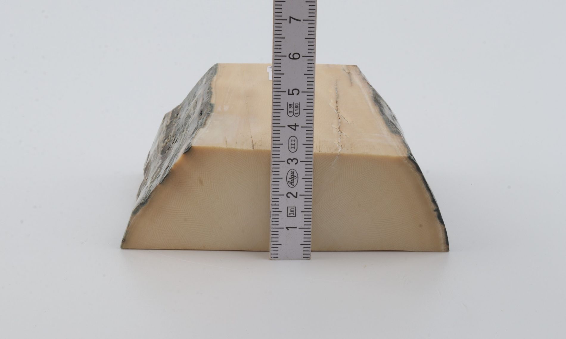 White mammoth ivory segment