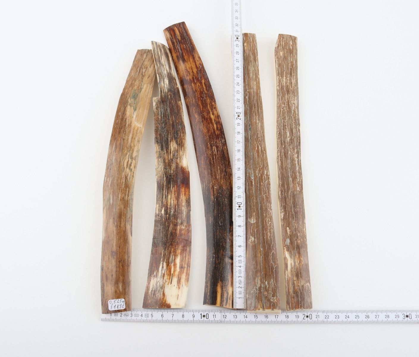 Brown-beige mammoth bark