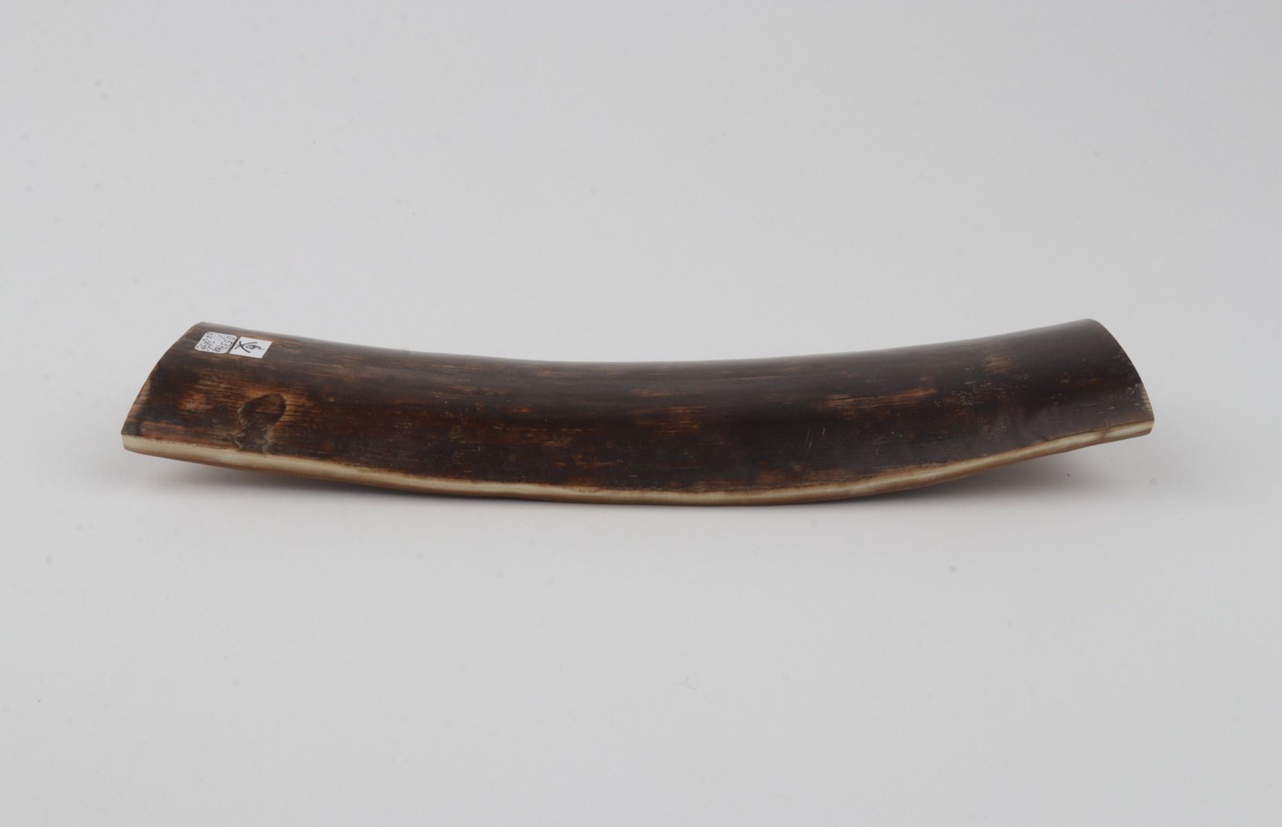 Brown mammoth bark