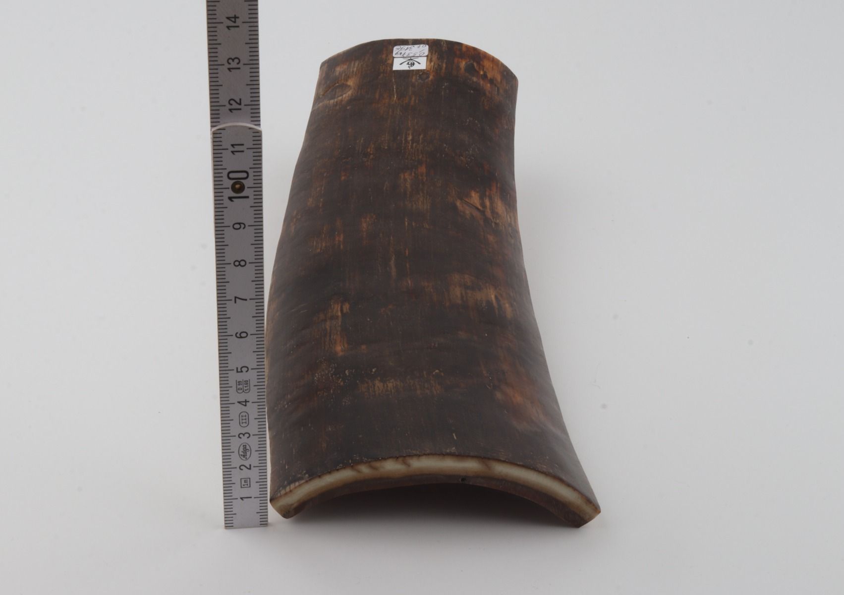 Brown mammoth bark