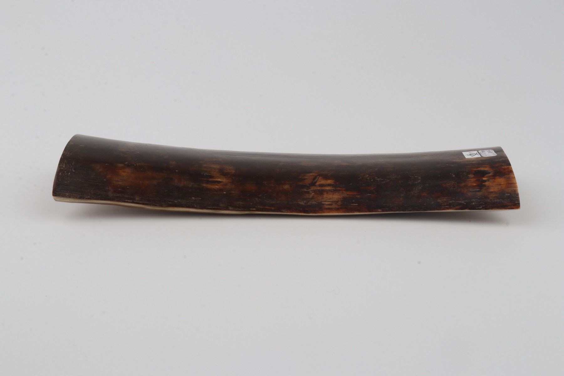 Brown mammoth bark