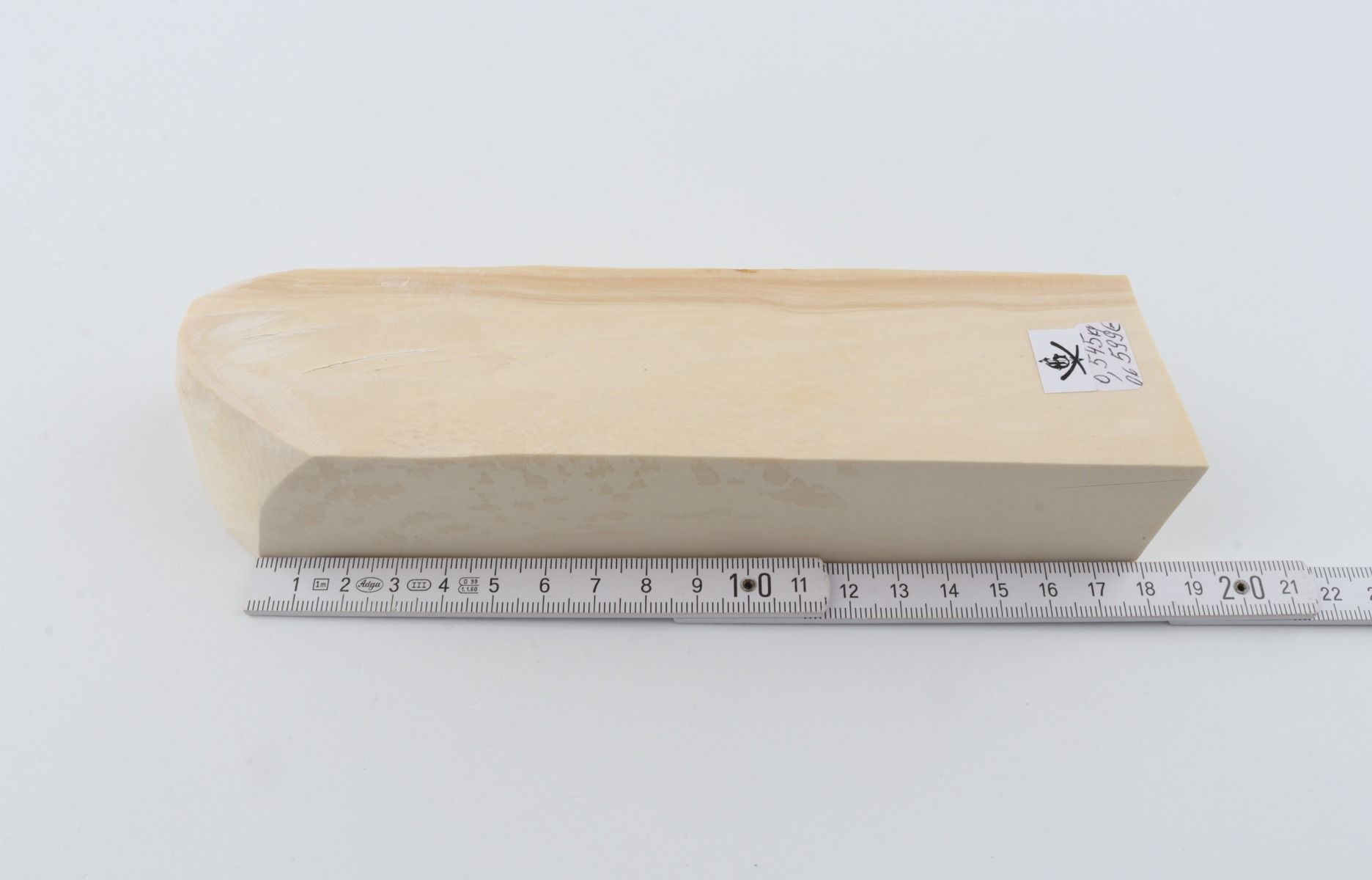 White mammoth ivory segment