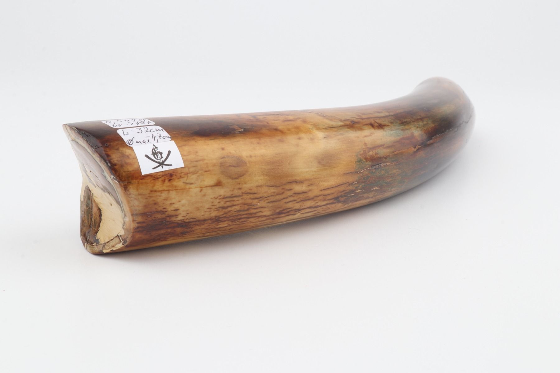 Restored mammoth tusk tip