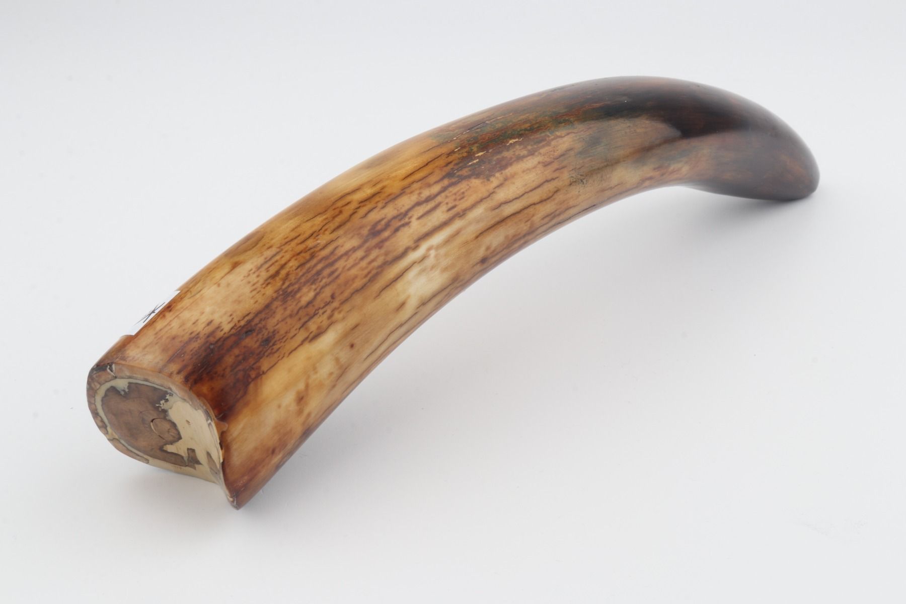 Restored mammoth tusk tip