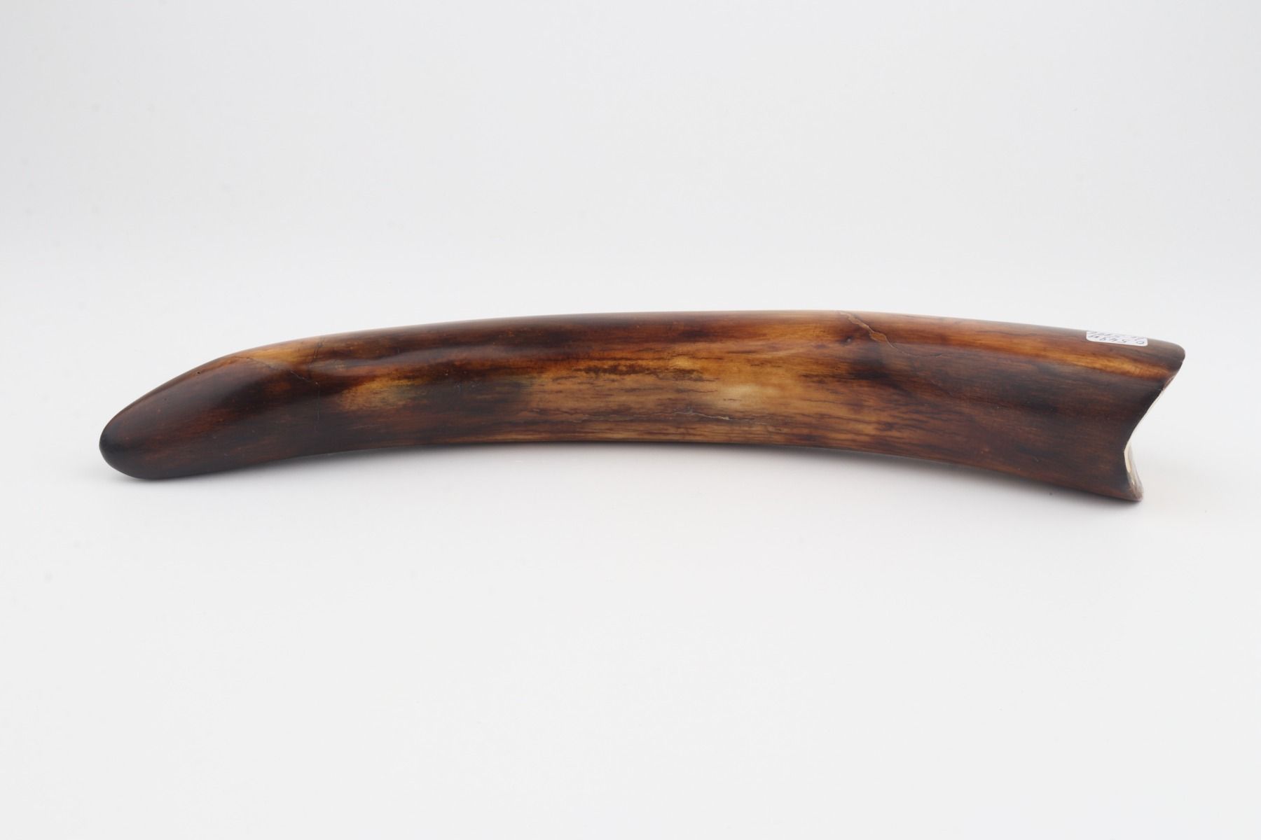 Restored mammoth tusk tip