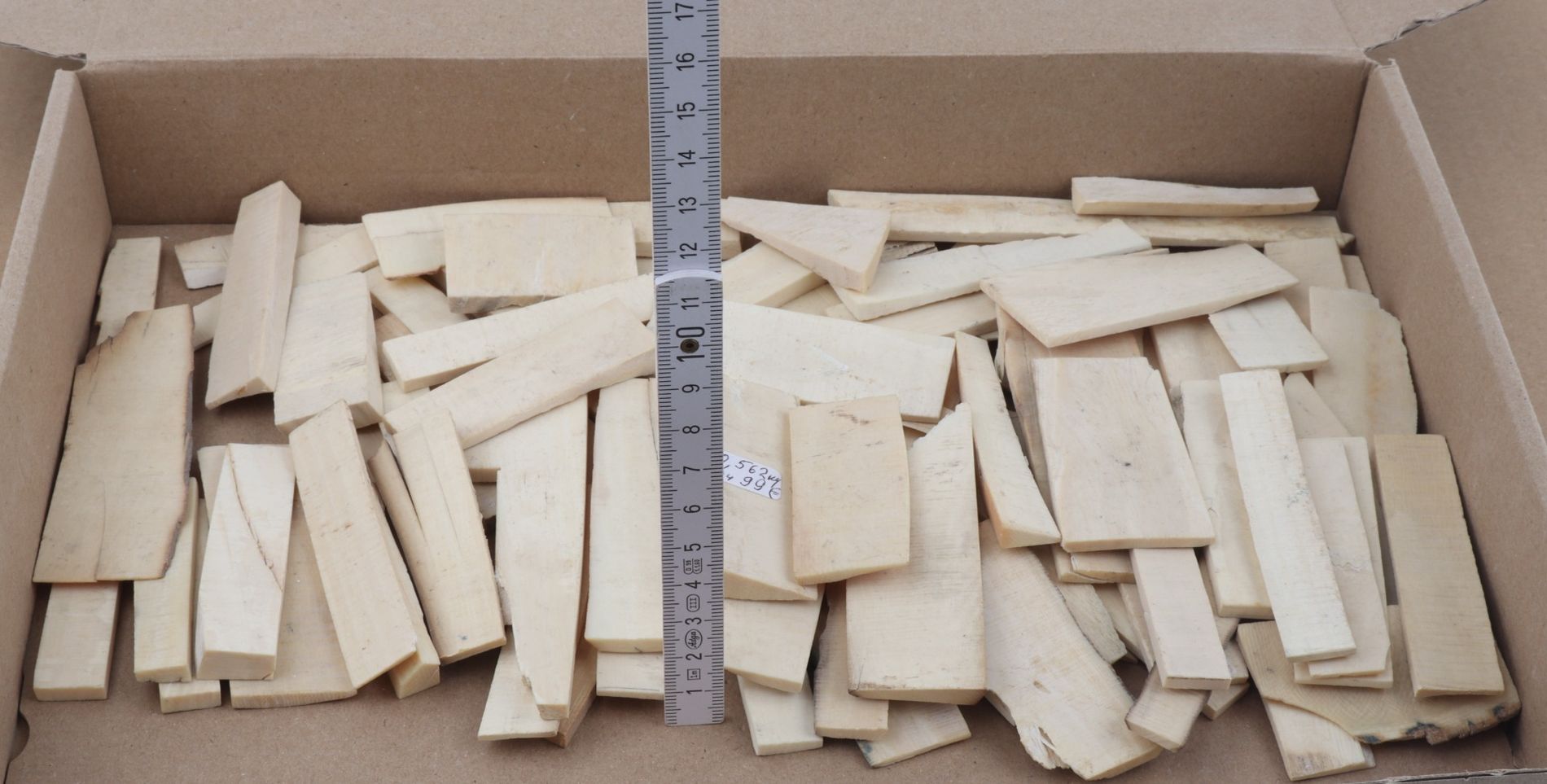 White mammoth ivory pieces