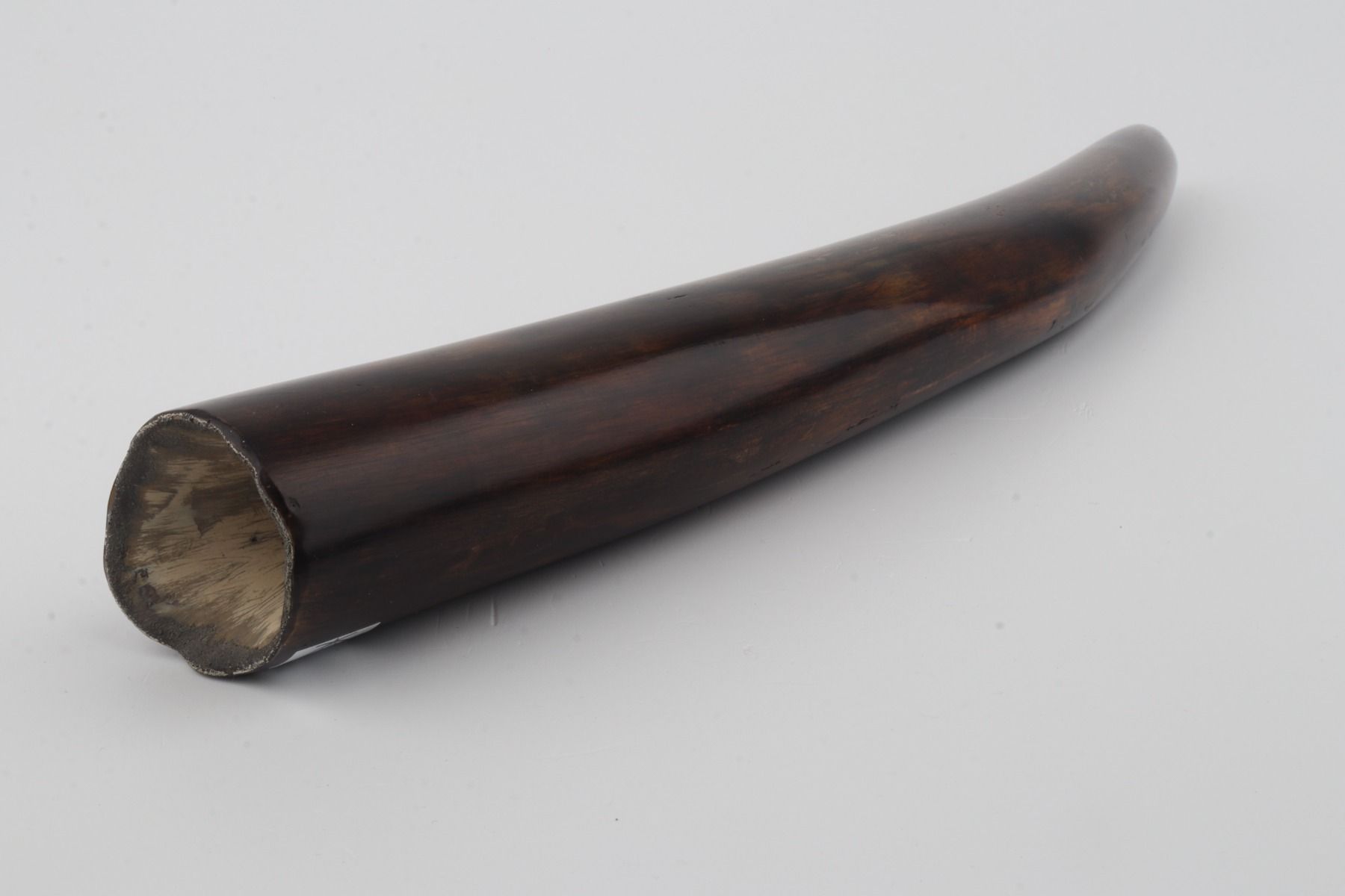 Restored woolly mammoth tusk