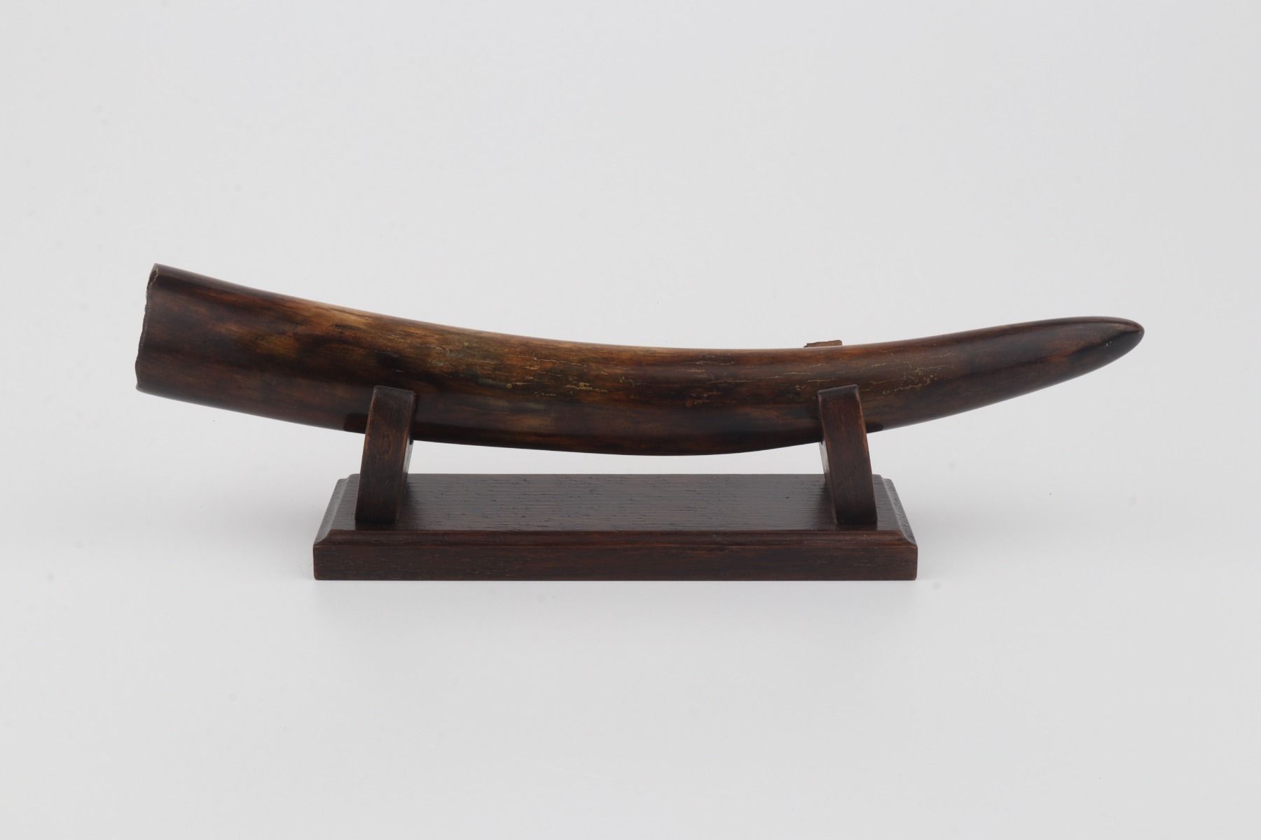 Restored woolly mammoth tusk