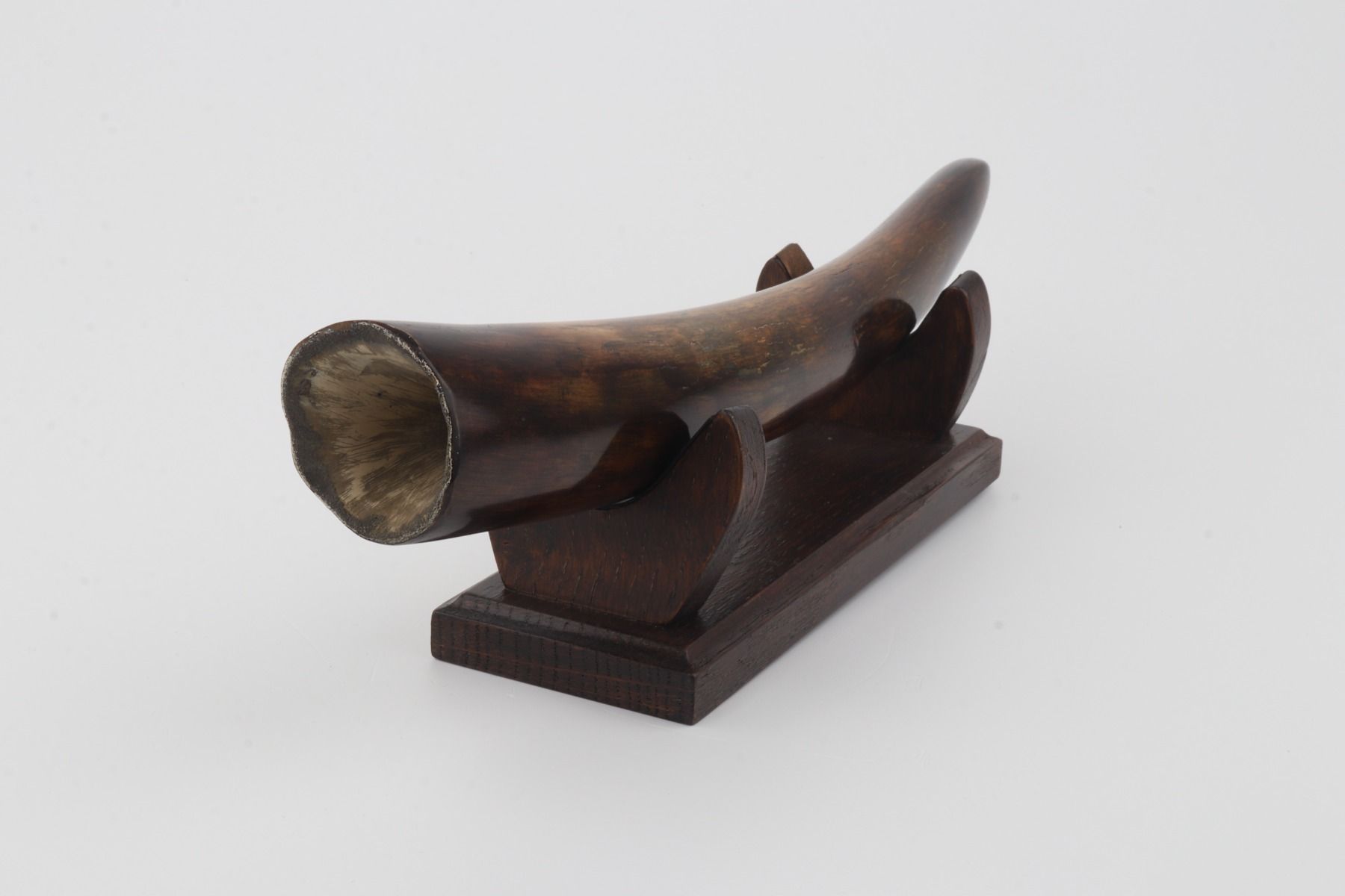 Restored woolly mammoth tusk